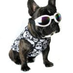 Rebel French Bulldog Shirt - Image 12