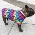 Rebel French Bulldog Shirt