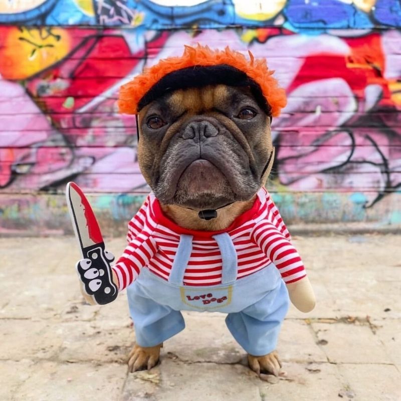chucky french bulldog costume