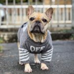 frenchie space shop silvervibe french bulldog sweater