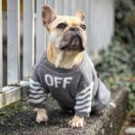 frenchie space shop silvervibe french bulldog sweater