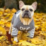 frenchie space shop silvervibe french bulldog sweater