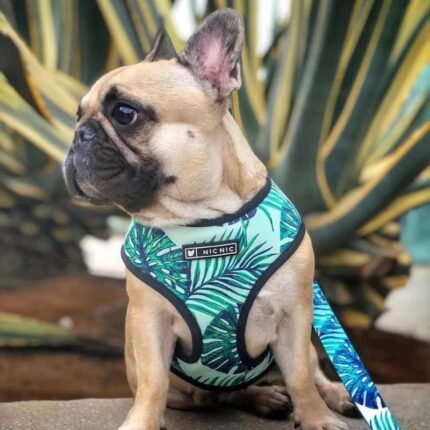 frenchie space shop amazonianvibes frenchie harness