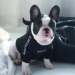frenchie space shop badside french bulldog hoodie
