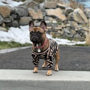 frenchie space shop bark-n-blendi french bulldog sweater