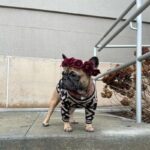 frenchie space shop bark-n-blendi french bulldog sweater
