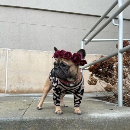 frenchie space shop bark-n-blendi french bulldog sweater