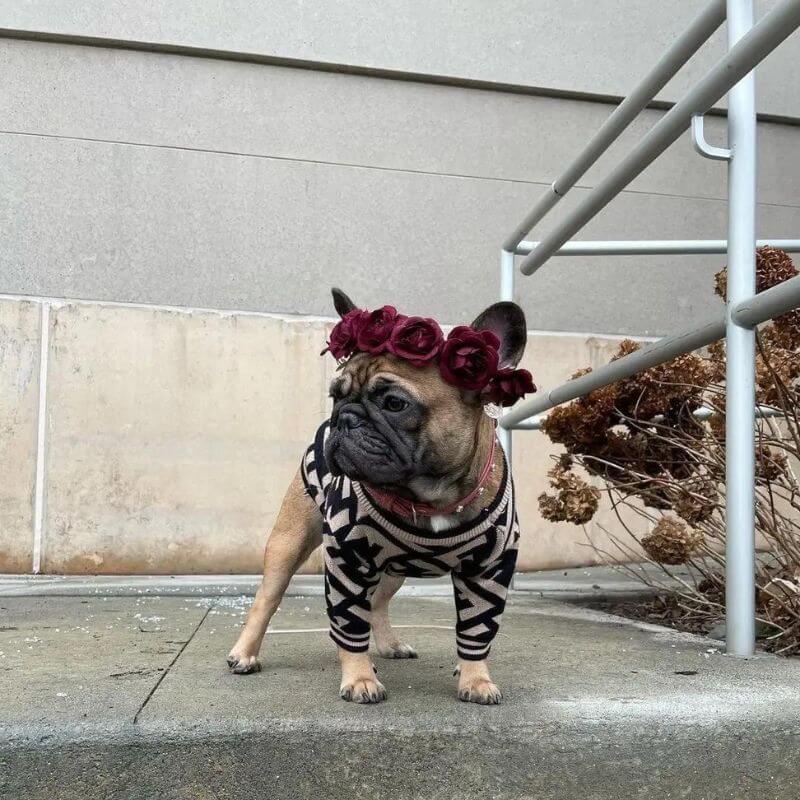frenchie-space-shop-bark-n-blendi-french-bulldog-sweater-4 frenchie space shop bark-n-blendi french bulldog sweater