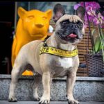 frenchie space shop barkvibe french bulldog harness