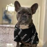 frenchie space shop blacklenciaga french bulldog shirt