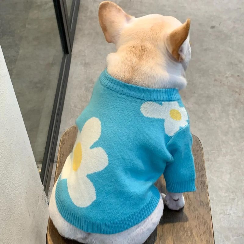 frenchie space shop blue spring frenchie sweater