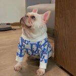 frenchie space shop blued french bulldog sweater