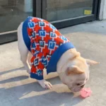 frenchie space shop brightstyle french bulldog sweater