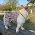 frenchie space shop british glam frenchie dress