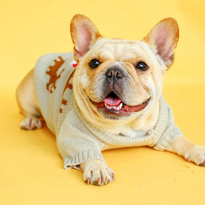 frenchie space shop christmas elk frenchie sweater