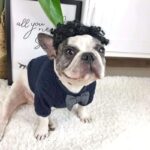 frenchie space shop classvibes french bulldog sweater