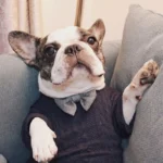 frenchie space shop classvibes french bulldog sweater