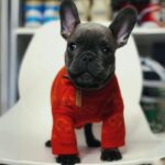 frenchie space shop cozy french bulldog sweater