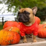 frenchie space shop cozy french bulldog sweater