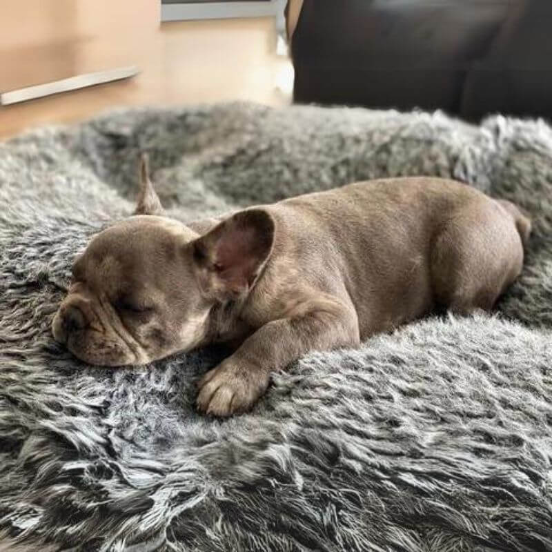 frenchie-space-shop-cuddly-donut-frenchie-bed-11 frenchie space shop cuddly donut frenchie bed
