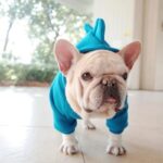 frenchie space shop dino spike frenchie hoodie