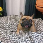 frenchie space shop dogior frenchie bed