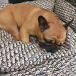frenchie space shop dogior frenchie bed