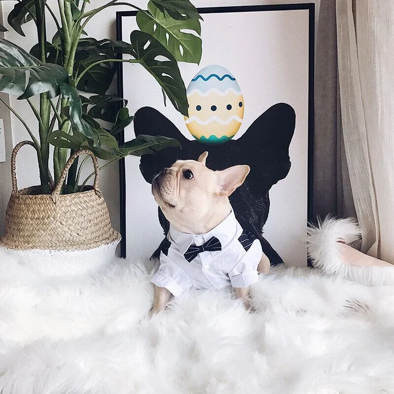 frenchie space shop elegantsuit french bulldog shirt