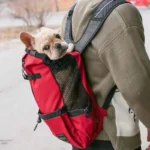 frenchie space shop french bulldog mesh carrier