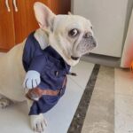frenchie space shop frenchielice french bulldog costume
