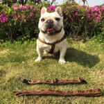 frenchie space shop frendi french bulldog harness leash