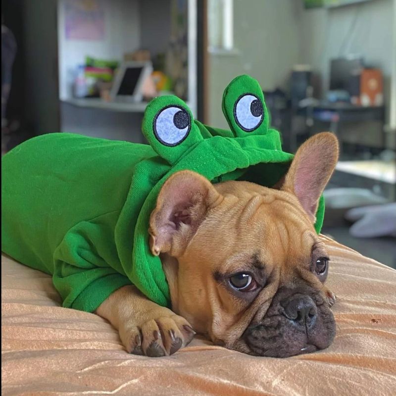 frenchie space shop froggy doggy frenchie hoodie