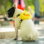 frenchie space shop froggy french bulldog backpack harness