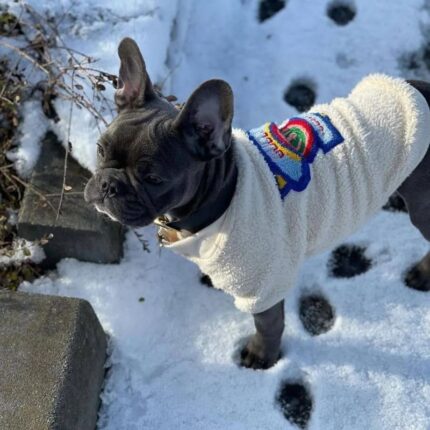 frenchie space shop fuzzucci french bulldog sweater