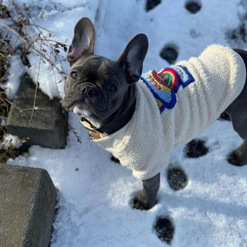 frenchie-space-shop-fuzzucci-french-bulldog-sweater-4 frenchie space shop fuzzucci french bulldog sweater