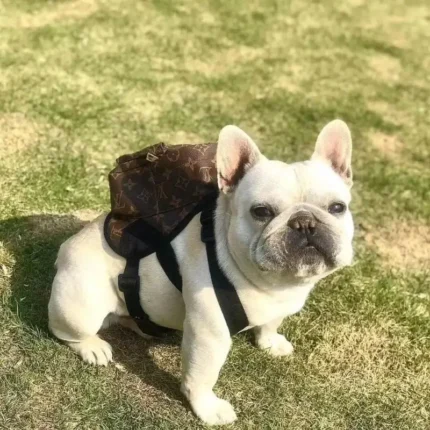 frenchie space shop glam french bulldog backpack