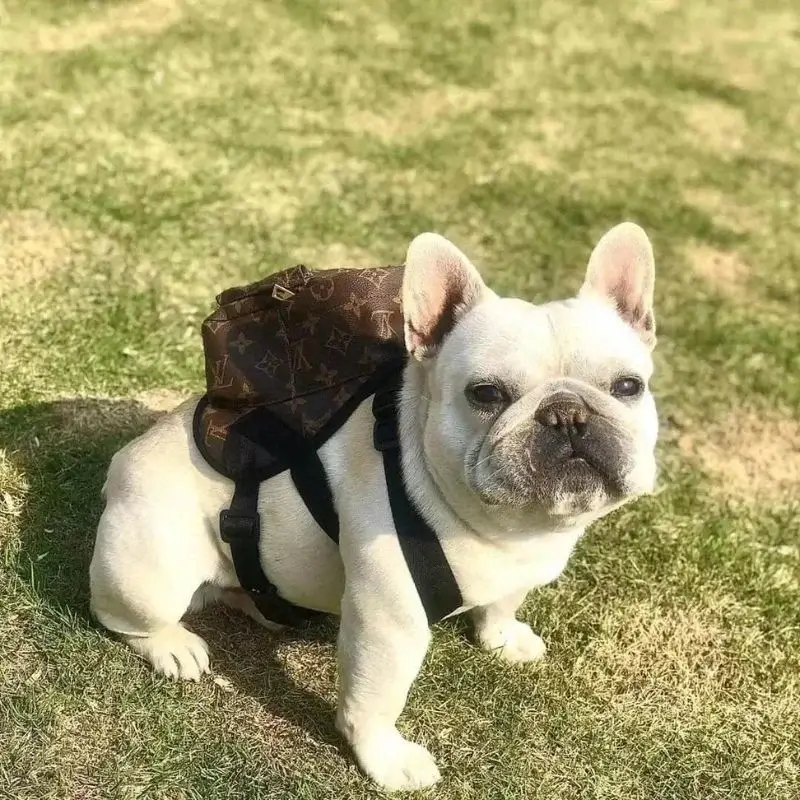 frenchie-space-shop-glam-french-bulldog-backpack-1 frenchie space shop glam french bulldog backpack