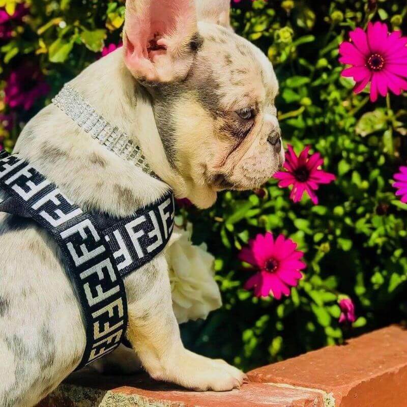 frenchie space shop glampaw french bulldog harness