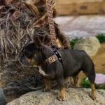 frenchie space shop glampaw french bulldog harness