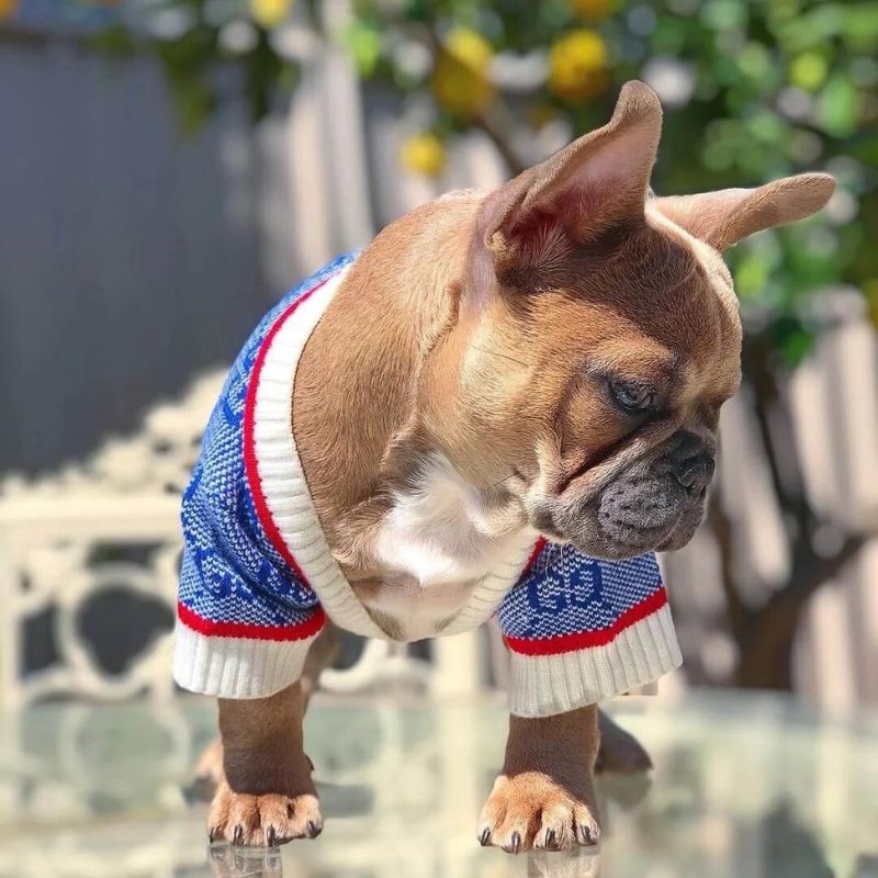 frenchie space shop glamvibes french bulldog cardigan