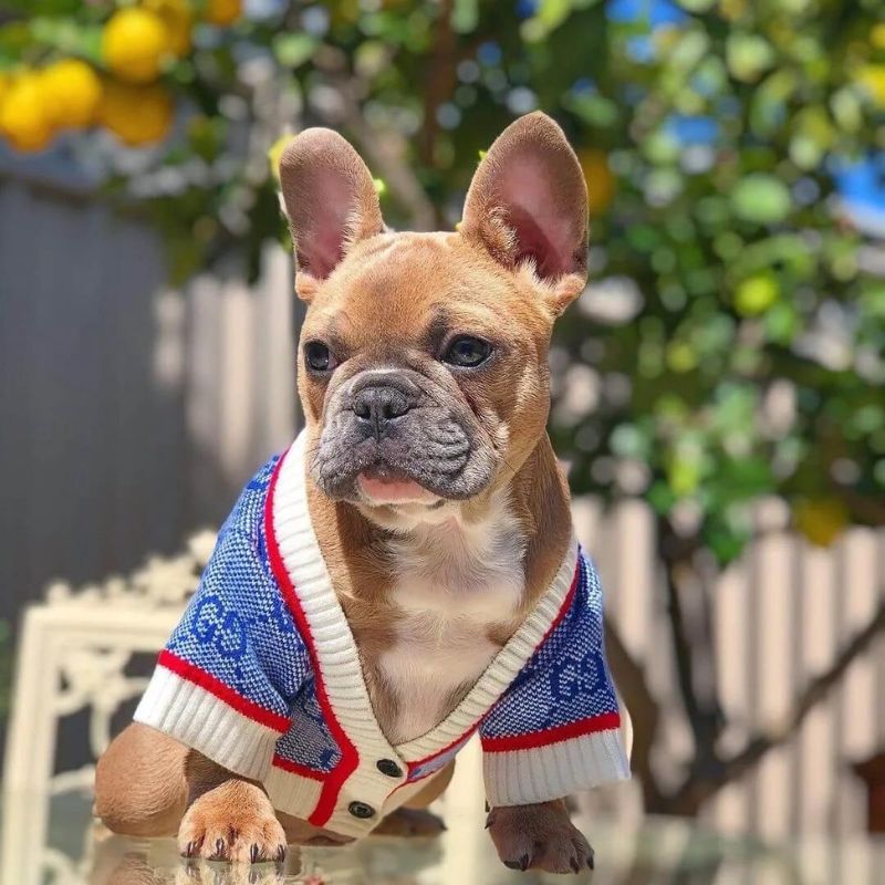 frenchie-space-shop-glamvibes-french-bulldog-cardigan-4 frenchie space shop glamvibes french bulldog cardigan