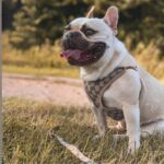 frenchie space shop haute french bulldog harness
