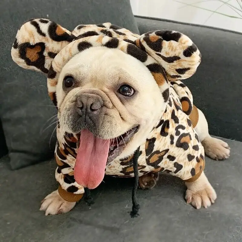 frenchie space shop leopard french bulldog hoodie