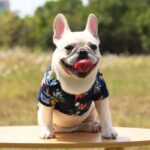 frenchie space shop luau french bulldog shirt