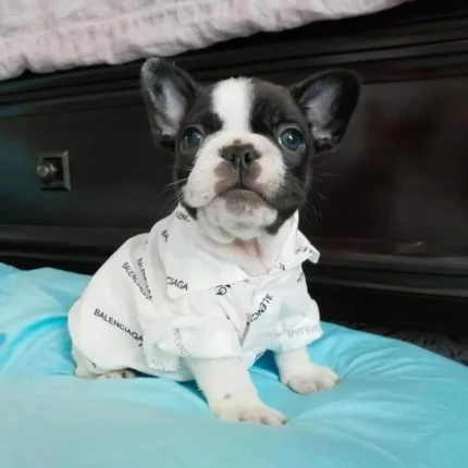 frenchie space shop luxury french bulldog shirt