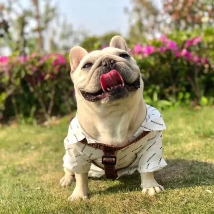 frenchie space shop luxury french bulldog shirt