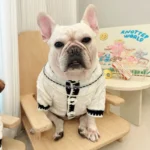 frenchie space shop mademoiselle french bulldog sweater
