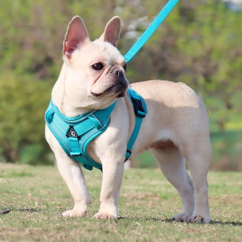 frenchie-space-shop-mesh-french-bulldog-harness-leash-10 frenchie space shop mesh french bulldog harness leash