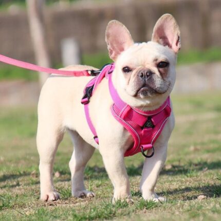 frenchie space shop mesh french bulldog harness leash