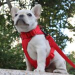 frenchie space shop no-pull french bulldog harness